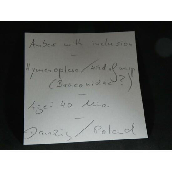 Amber With Inclusions