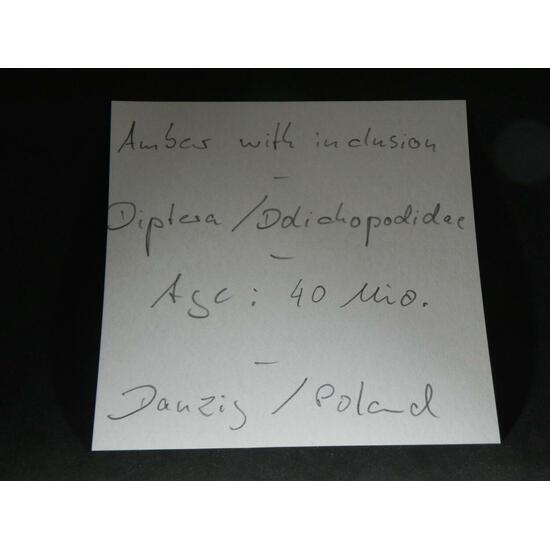 Amber With Inclusions