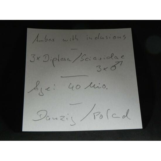 Amber With Inclusions