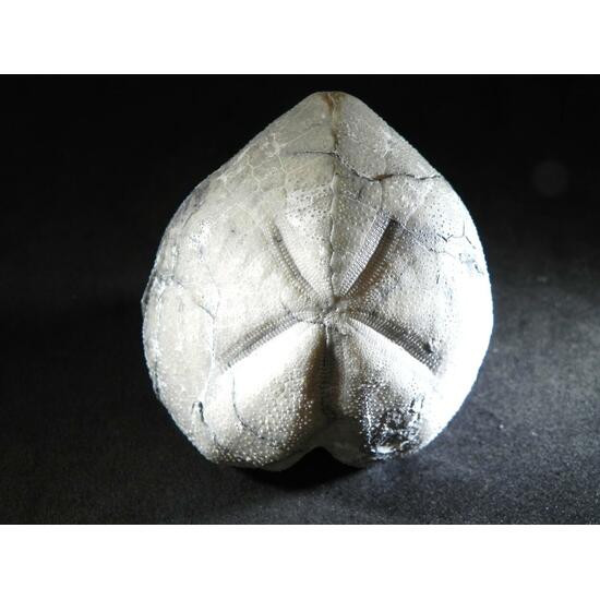 Fossil Sea Urchin