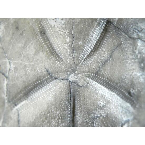 Fossil Sea Urchin