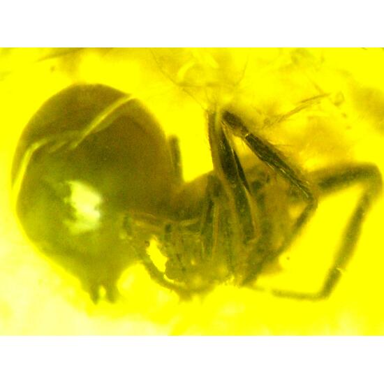 Amber With Inclusions