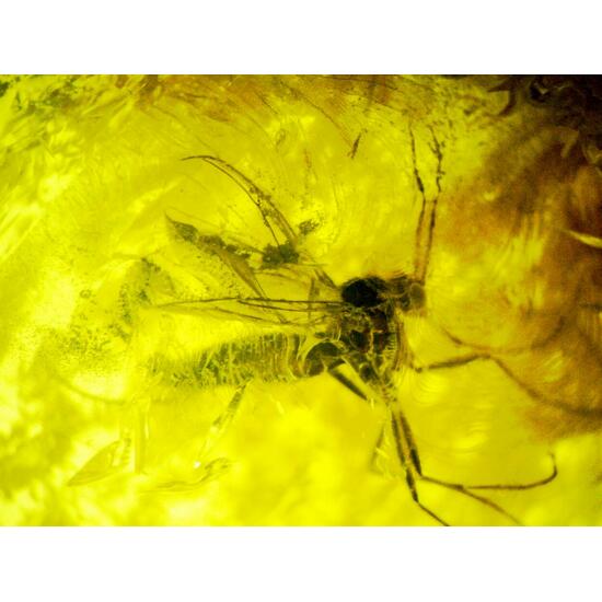 Amber With Inclusions