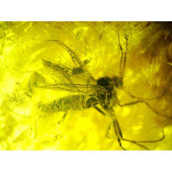 Amber With Inclusions