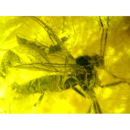 Amber With Inclusions