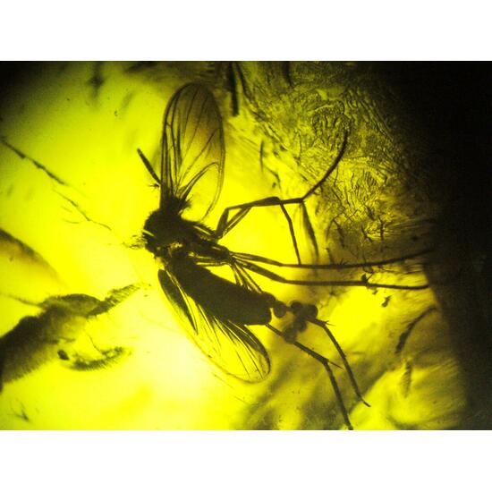 Amber With Inclusions