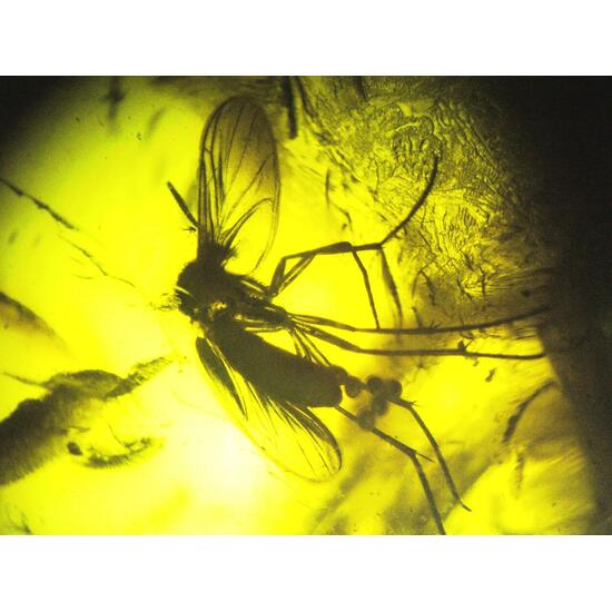 Amber With Inclusions