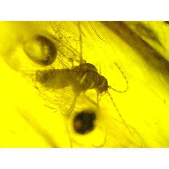 Amber With Inclusions