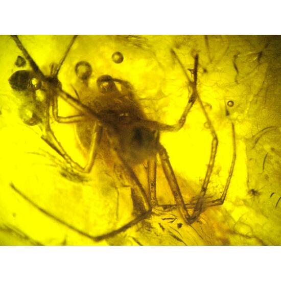 Amber With Inclusions