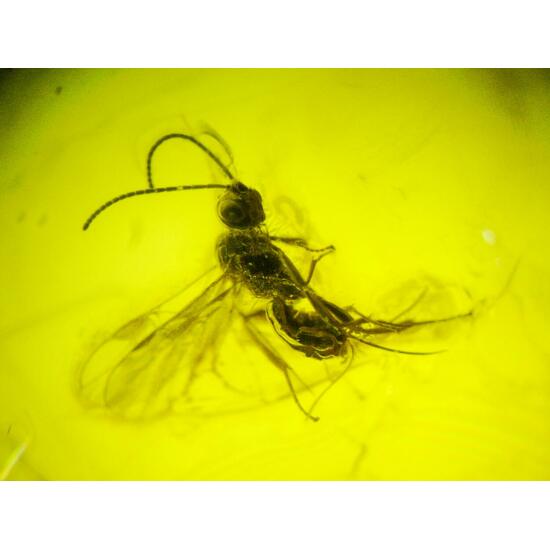 Amber With Inclusions