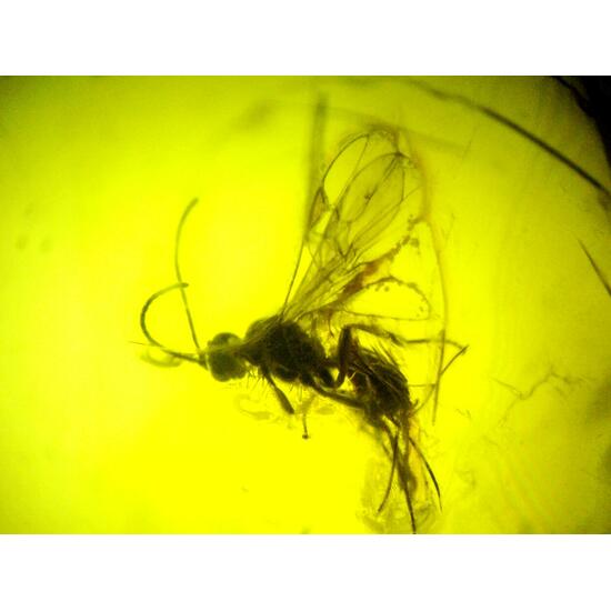 Amber With Inclusions