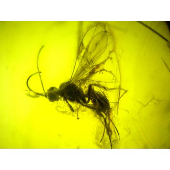 Amber With Inclusions