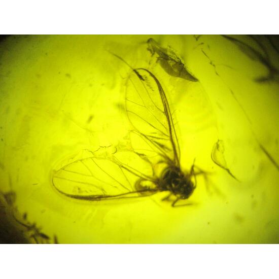 Amber With Inclusions