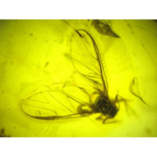 Amber With Inclusions