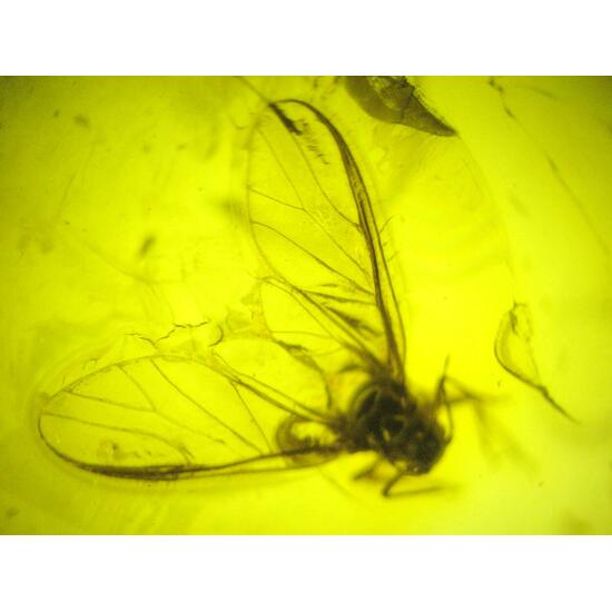 Amber With Inclusions