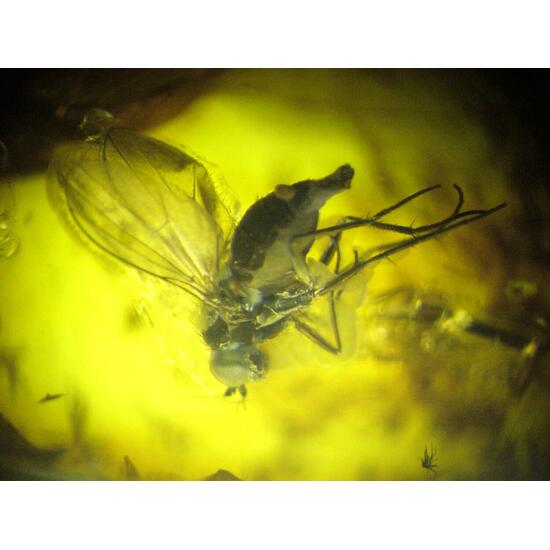 Amber With Inclusions