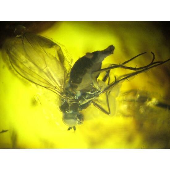 Amber With Inclusions