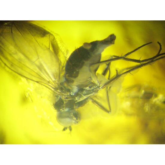 Amber With Inclusions