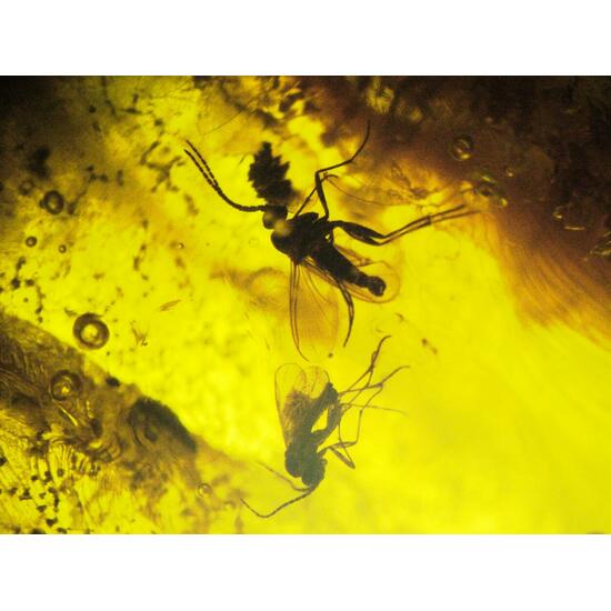 Amber With Inclusions