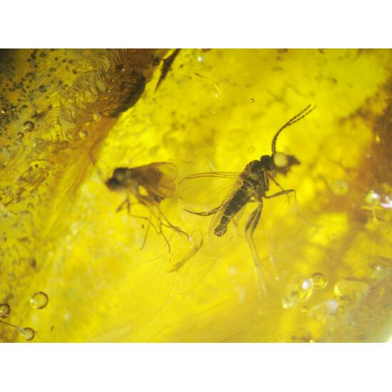 Amber With Inclusions