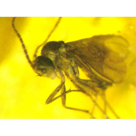 Amber With Inclusions