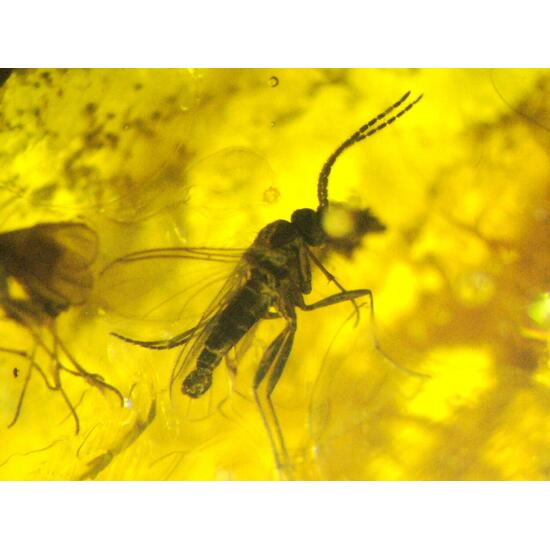 Amber With Inclusions