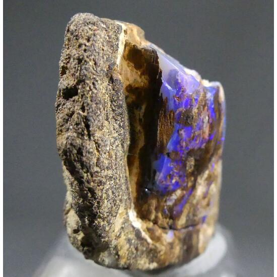 Precious Opal Psm Fossil Wood