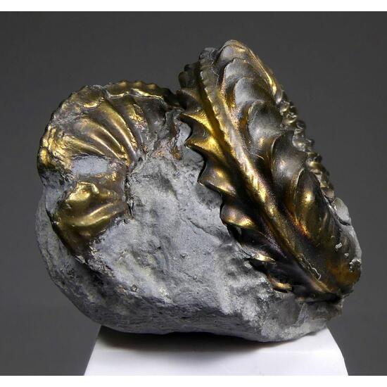 Pyritised Ammonite