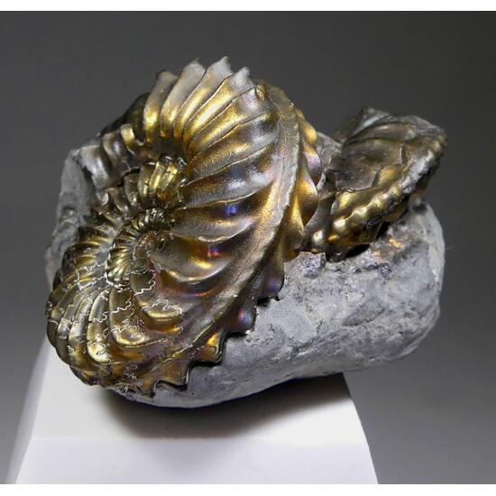 Pyritised Ammonite