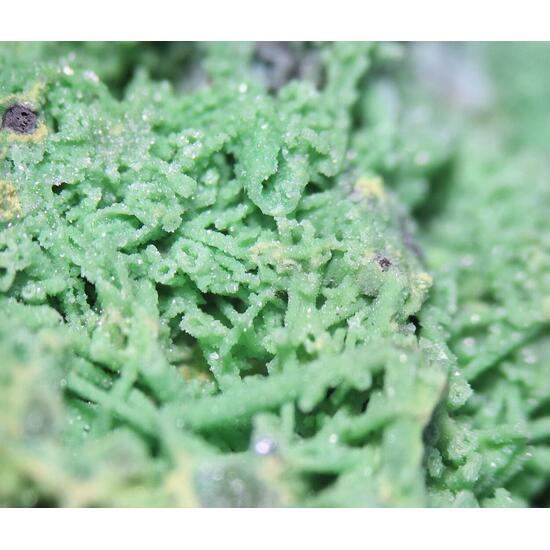 Bayldonite Psm Mimetite Cerussite