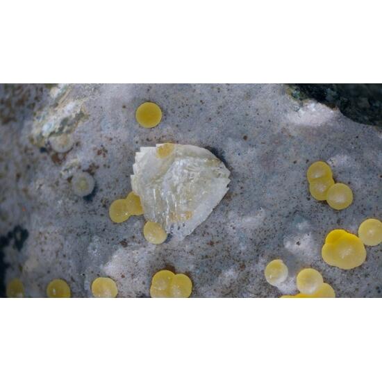 Faujasite-Na Phillipsite-K