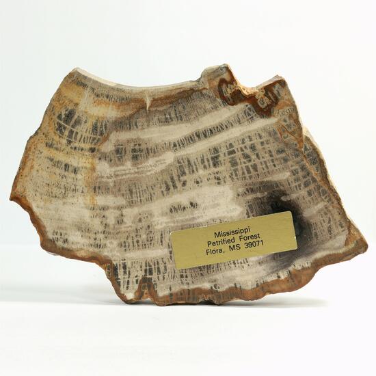 Petrified Wood