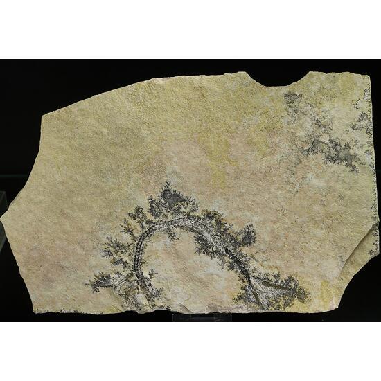 Manganese Oxides On Limestone With Fossil