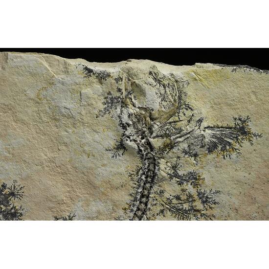 Manganese Oxides On Limestone With Fossil