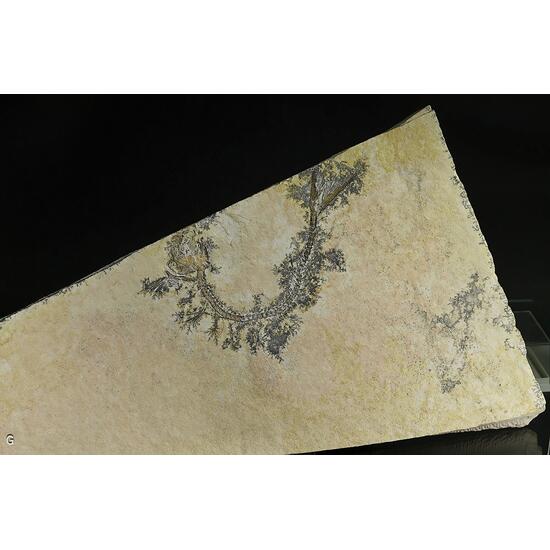 Manganese Oxides On Limestone With Fossil