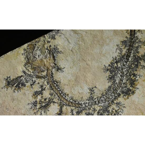 Manganese Oxides On Limestone With Fossil