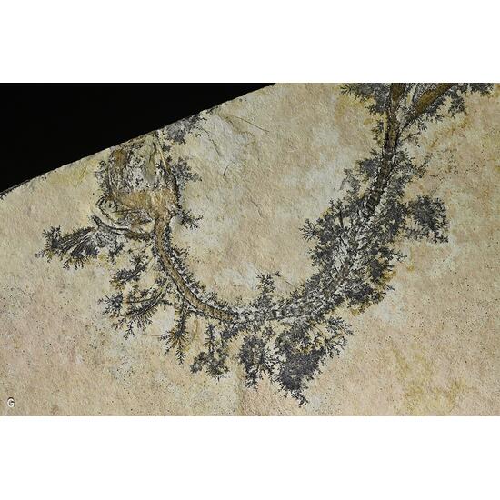 Manganese Oxides On Limestone With Fossil