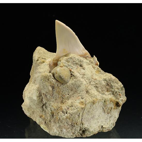 Fossil Tooth