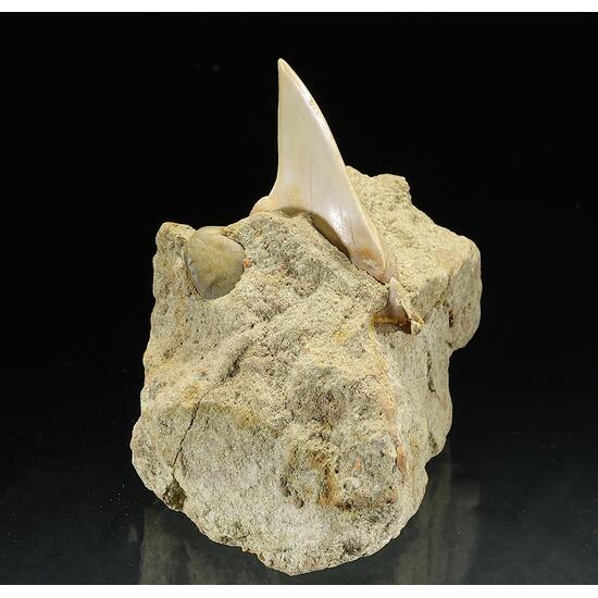 Fossil Tooth