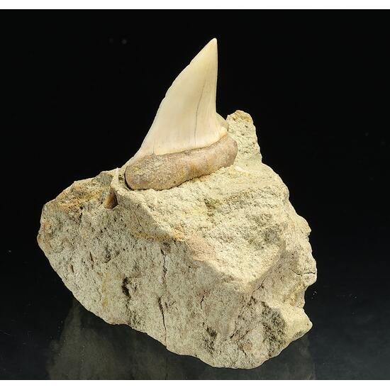 Fossil Tooth