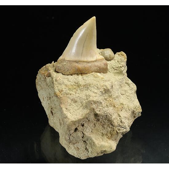 Fossil Tooth