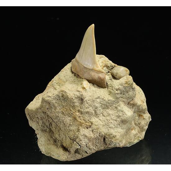 Fossil Tooth