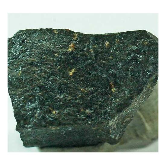 Scheuchzerite