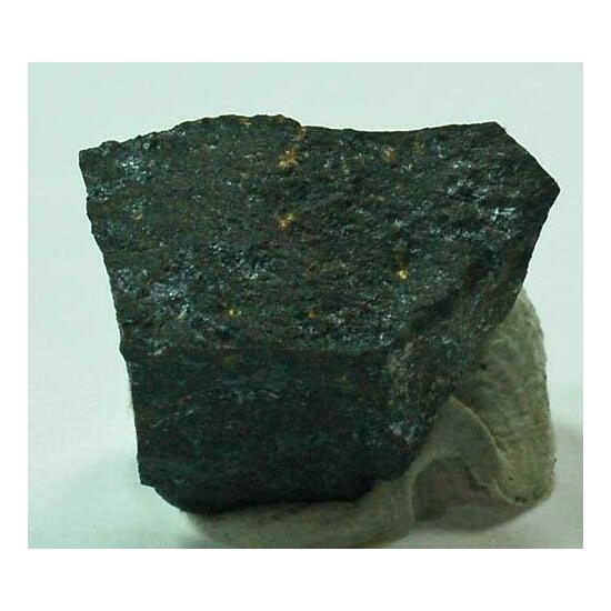 Scheuchzerite