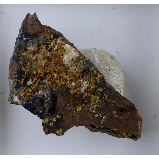 Cacoxenite & Wavellite