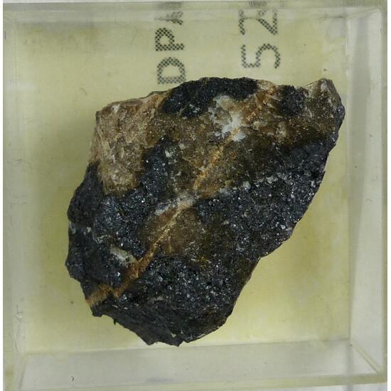 Scheuchzerite
