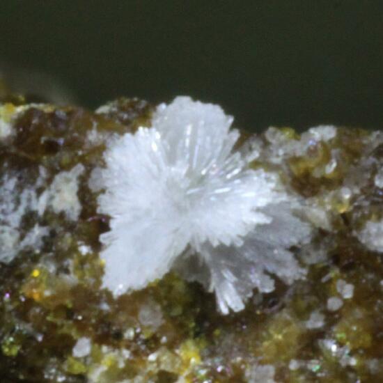 Carbonate-rich Hydroxylapatite