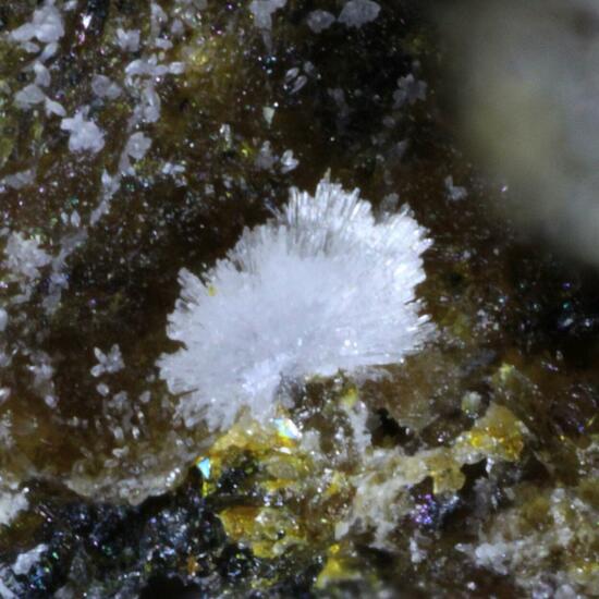 Carbonate-rich Hydroxylapatite