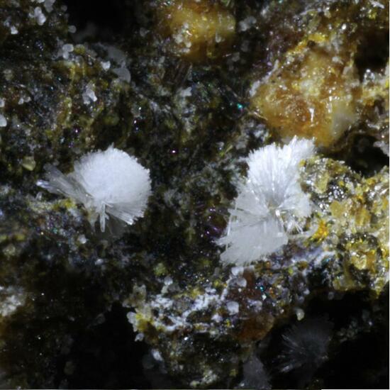 Carbonate-rich Hydroxylapatite