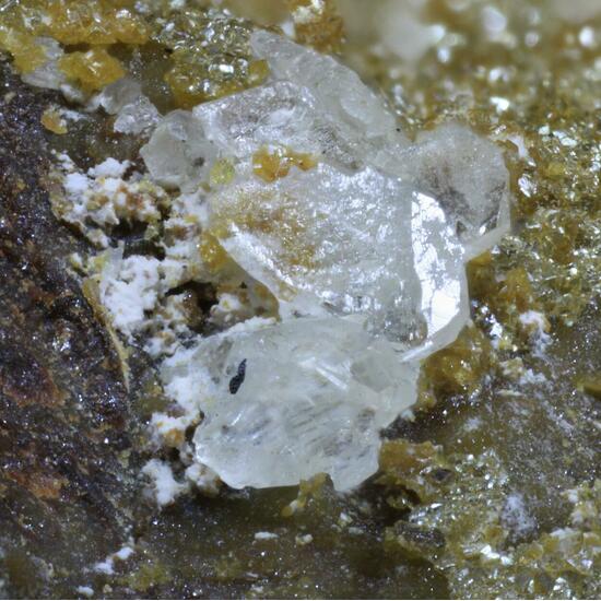 Whewellite